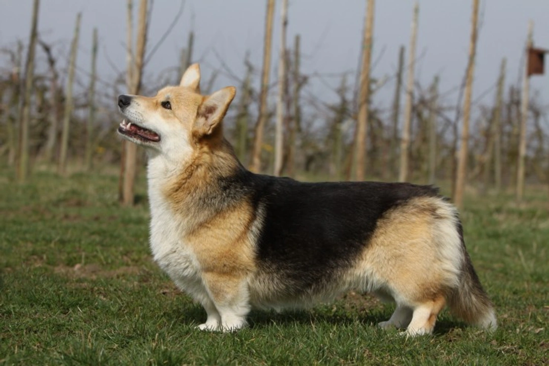 5 Essential Questions to Ask Dog Breeders Before Buying