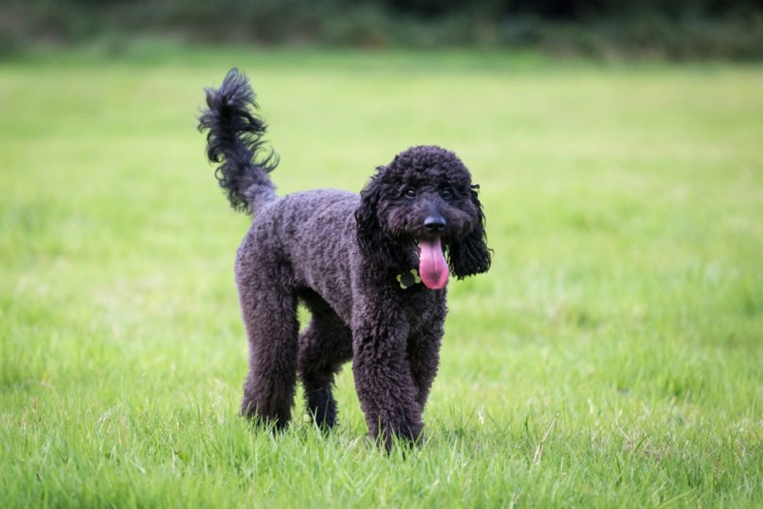Labradoodle FAQs: Everything UK Owners Should Know