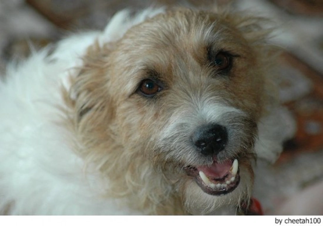 Primeros auxilios para perros