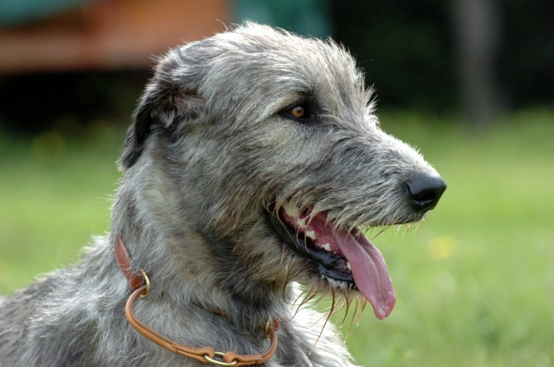 Irish Wolfhound Startle Disease (Hyperekplexia): Symptoms & Genetics