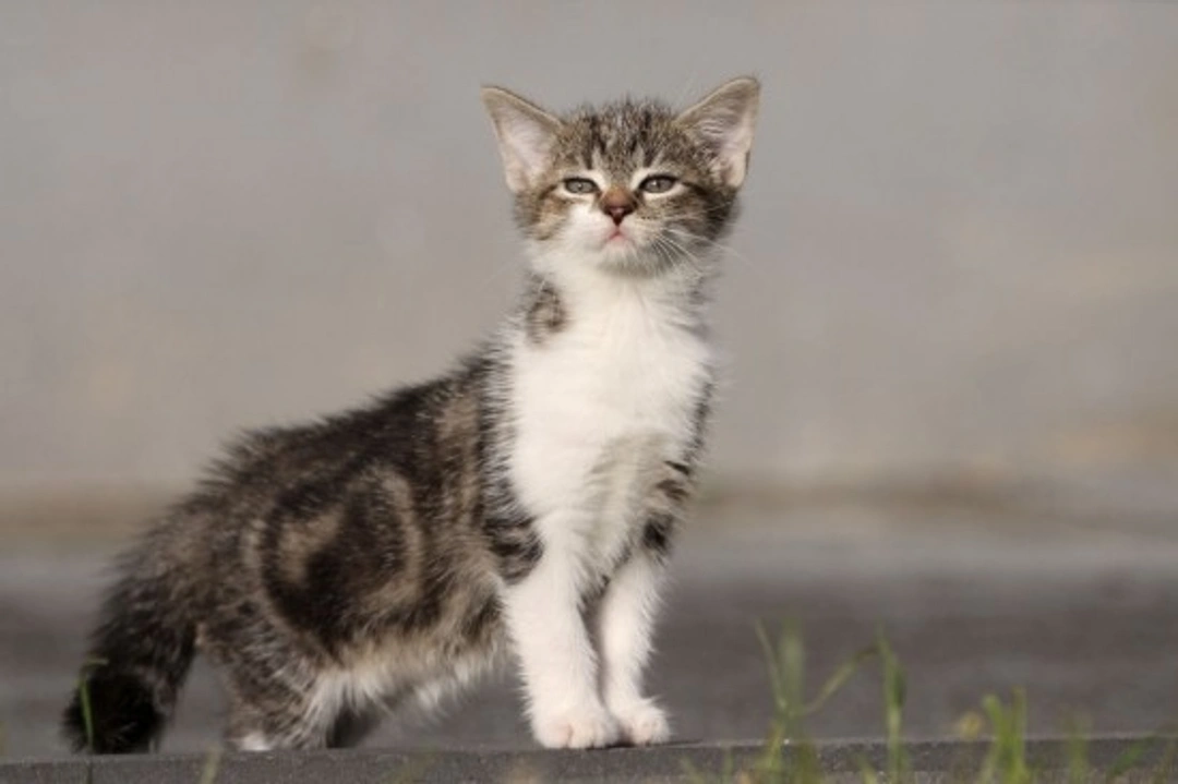 How to Understand and Manage a Cat That Bites or Lashes Out