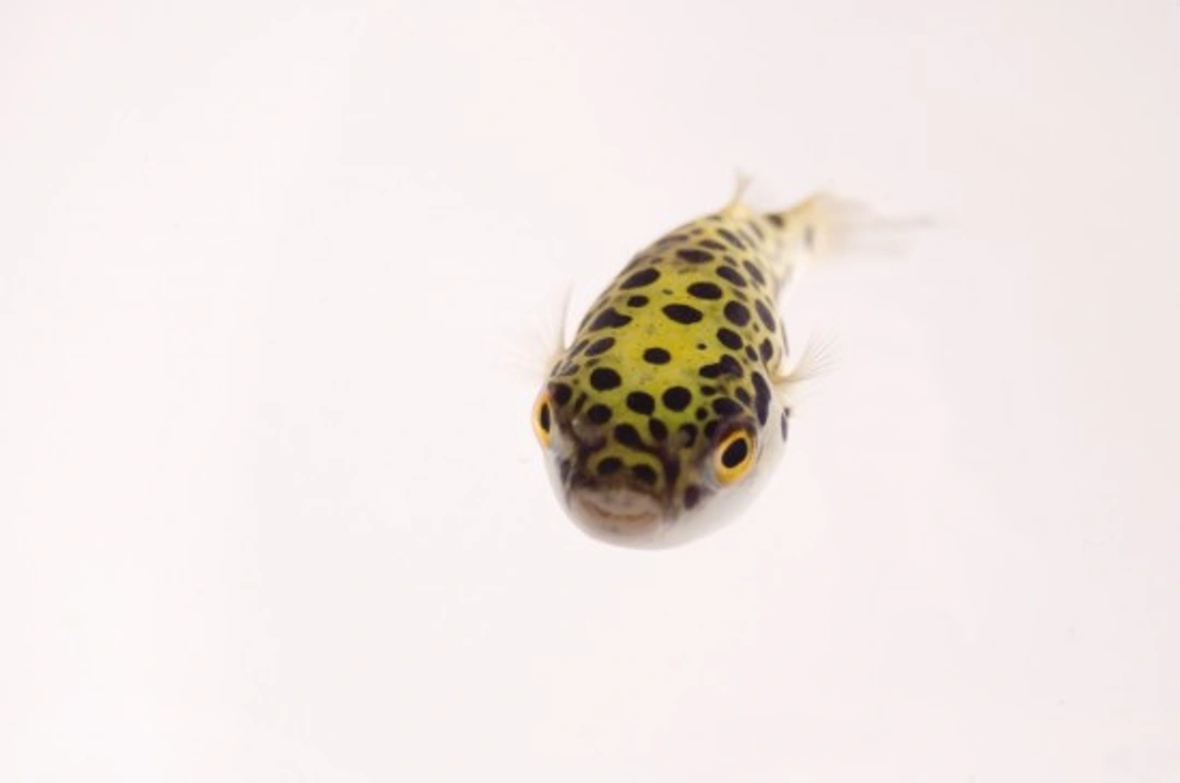 Tetraodontidae Care Guide: Puffer Fish as Unique Pets