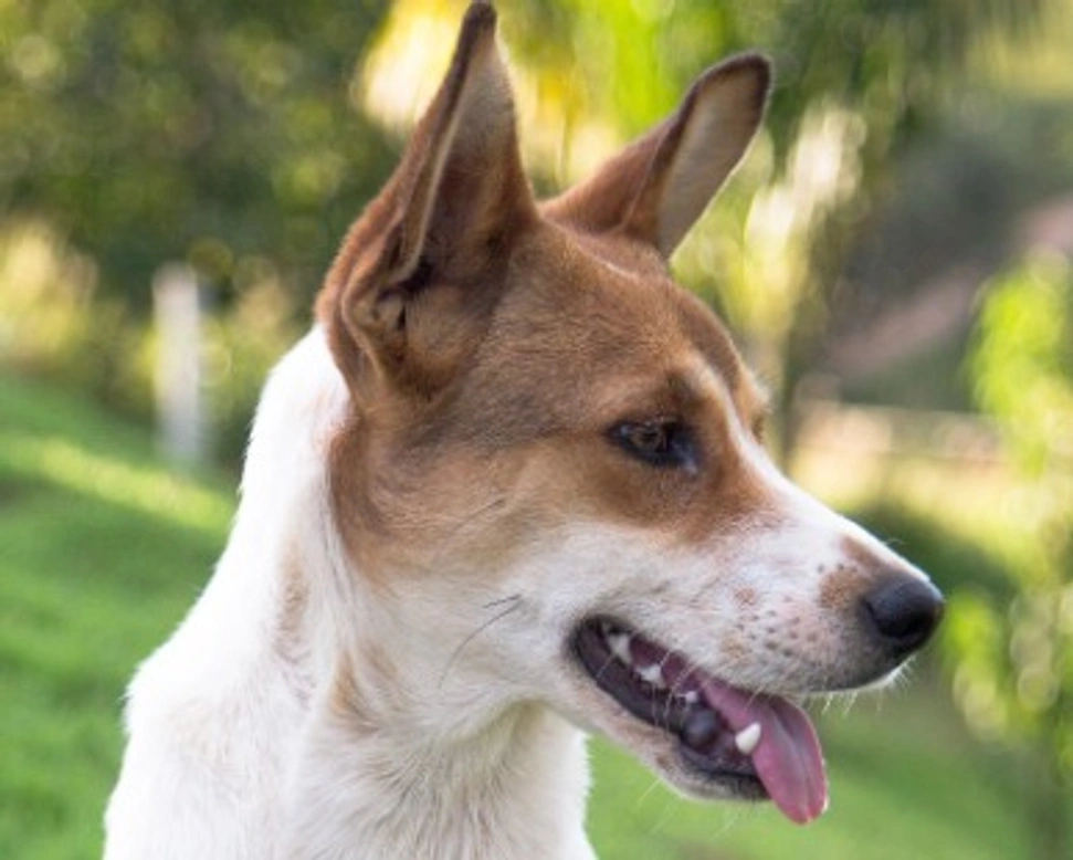 Associazione Animali: Gli Amici di Balu