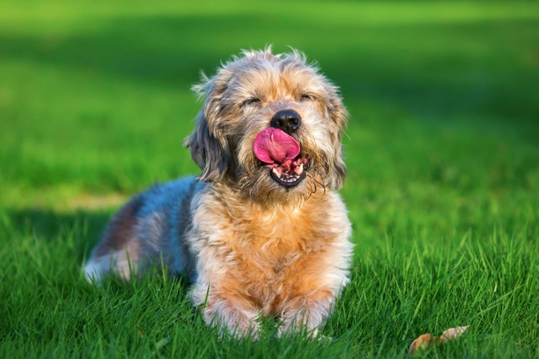 Leiomyoma in Dogs: Intestinal & Stomach Tumors Guide