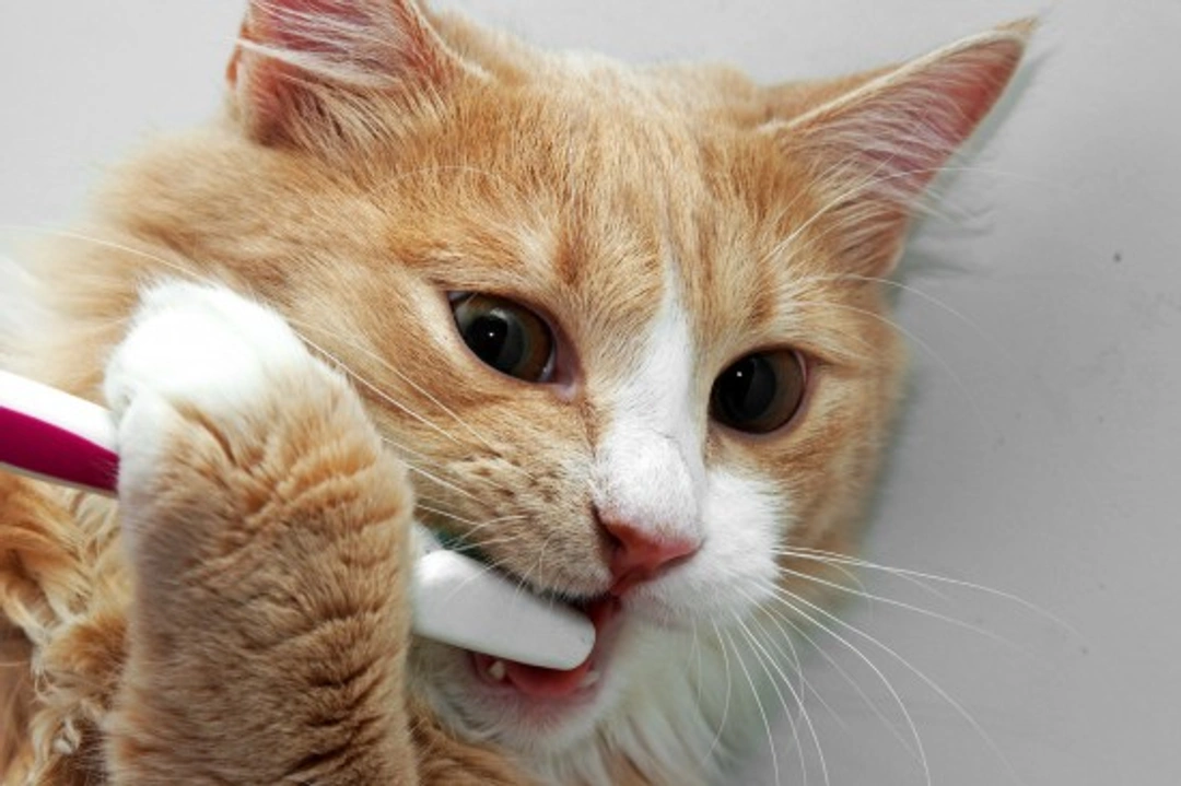 How to Keep Your Cat's Teeth Cleaner: 7 Easy Ways