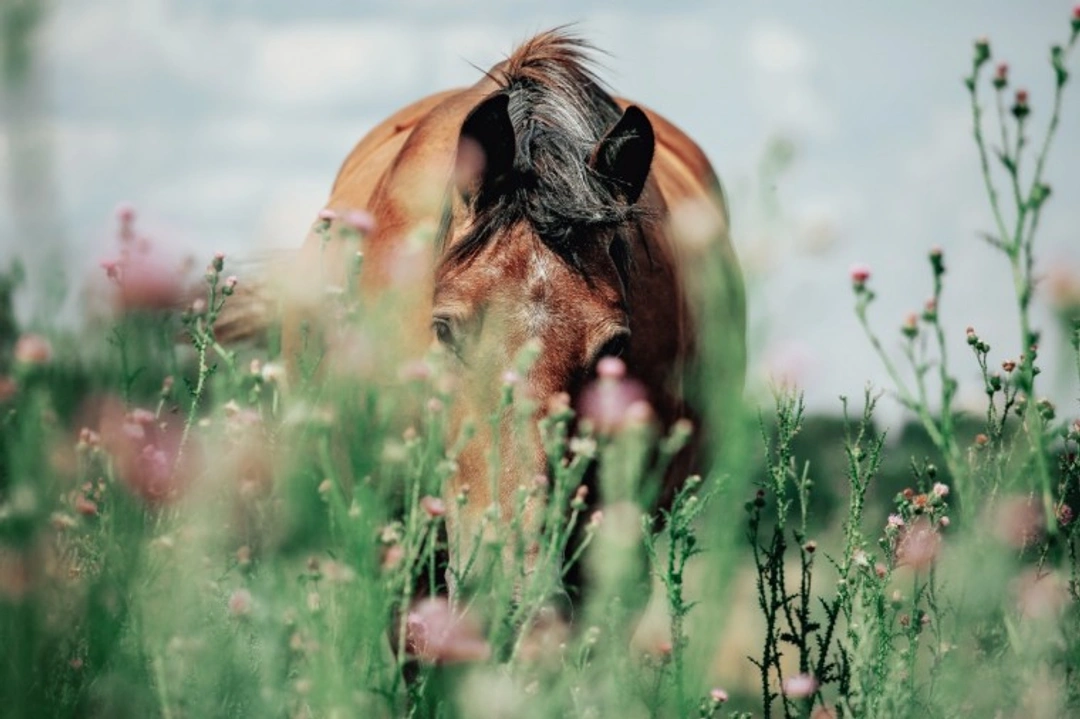Early Spring Laminitis Warning: How to Protect Your Horse