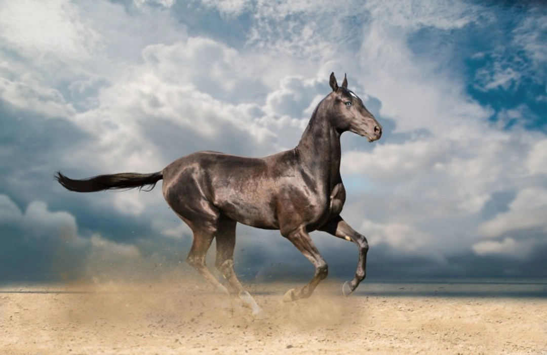 Keeping Your Horse’s Hooves Healthy All Season Long