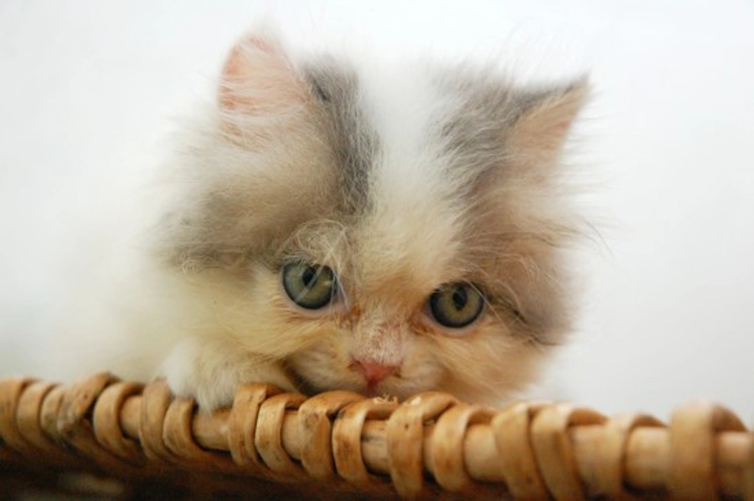 How to Take Care of Tear Stains in Cats Safely