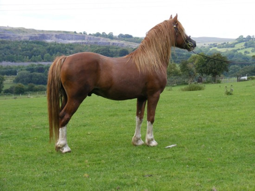 9 Native Horses and Ponies of the British Isles