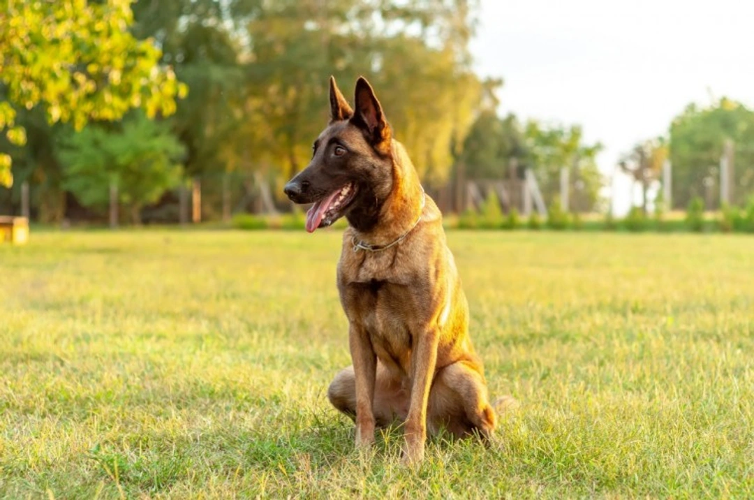 10 things to know about Belgian shepherds before buying