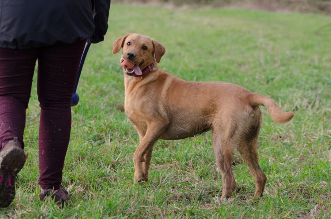 How Owning a Dog Can Boost Your Health: 9 Key Benefits