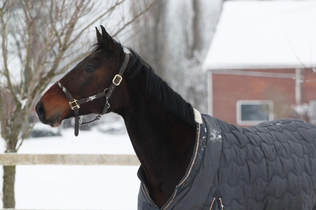 Winter Ready: Essential Horse Care Tips for Cold Months
