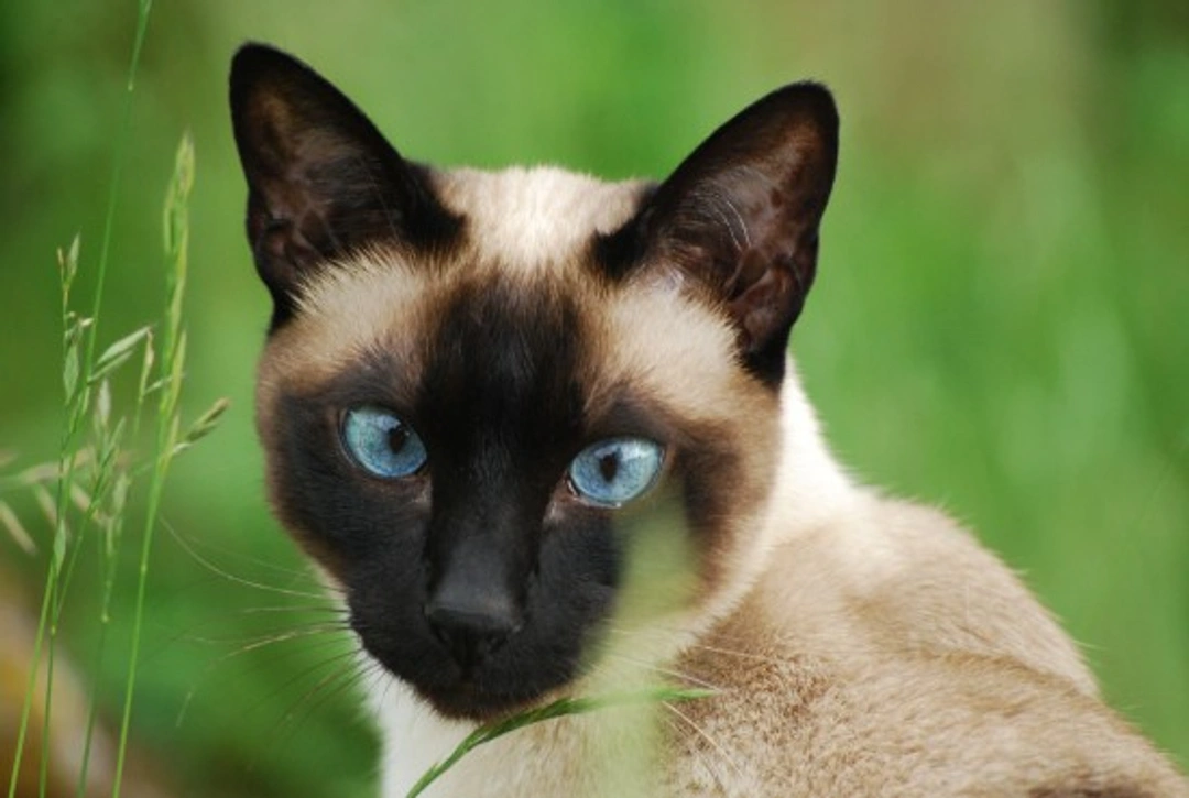 The Siamese Cat: An Elegant, Talkative Oriental Treasure