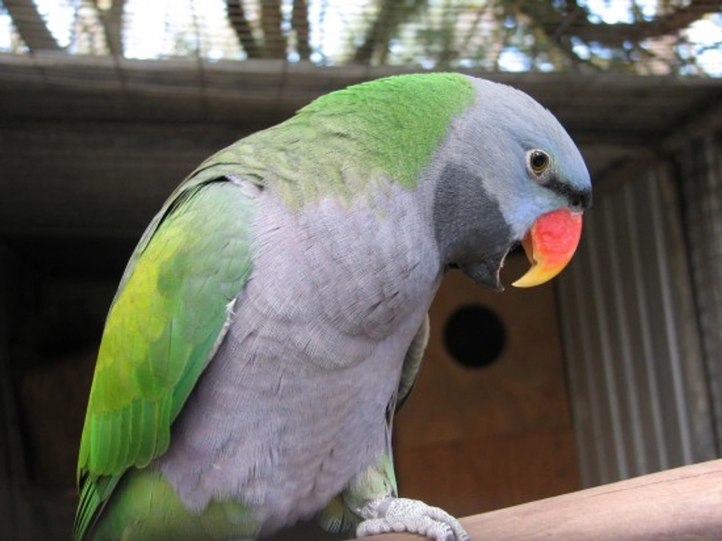 How to Keep Pet Birds Warm Safely During Winter