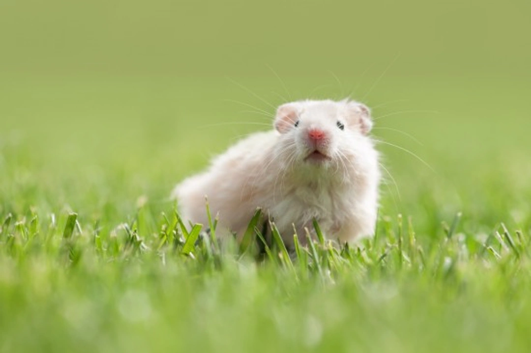 How to train your hamster: gentle tips for trust & tricks