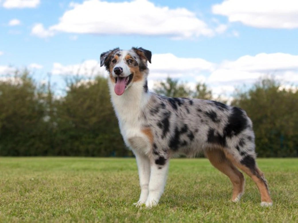 Common Health Concerns in Australian Shepherds Every Owner Should Know