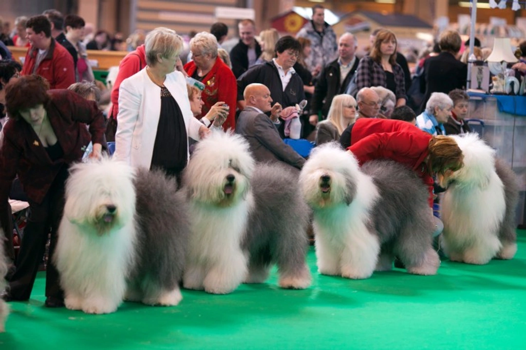 Crufts 2025: Your Complete Guide to the World’s Largest Dog Show