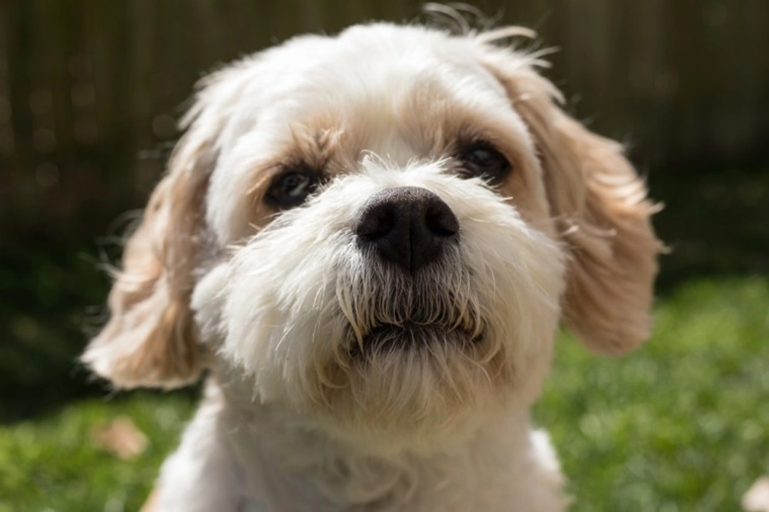 10 Essential Facts About Cavachon Dogs Before Buying
