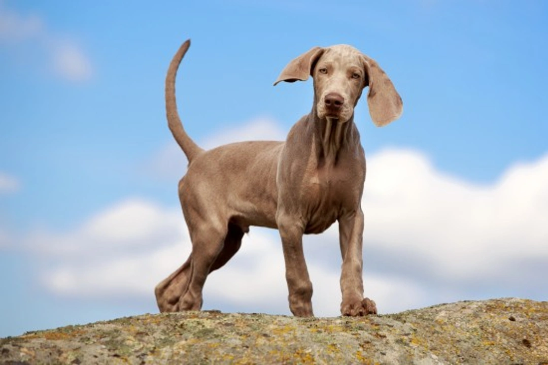 Is a Weimaraner the Right Dog for You? A 2025 Guide