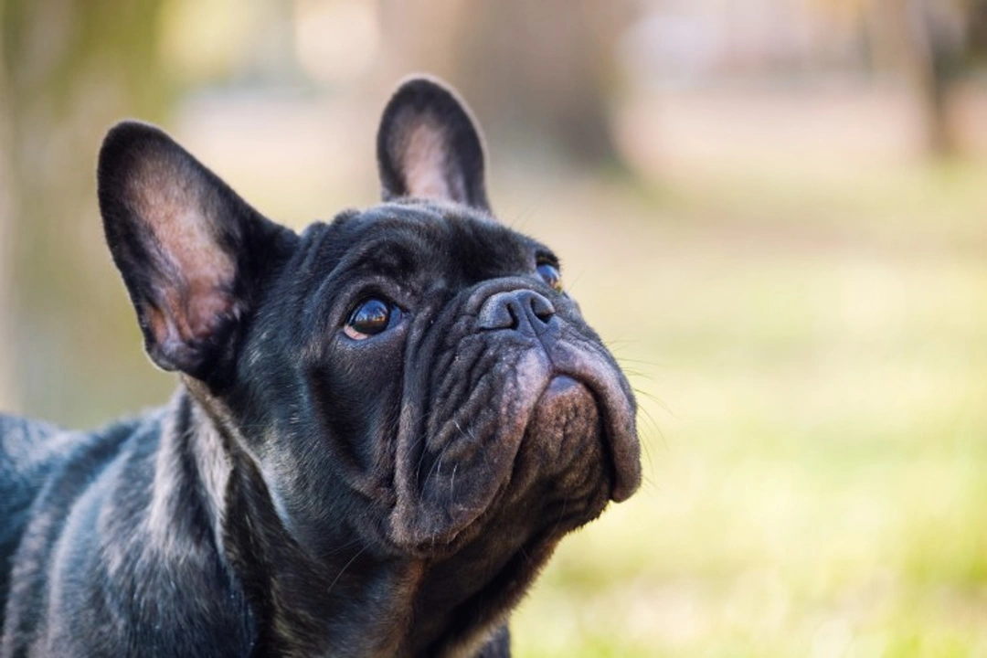 RVC Warns French Bulldog Buyers of High Veterinary Costs
