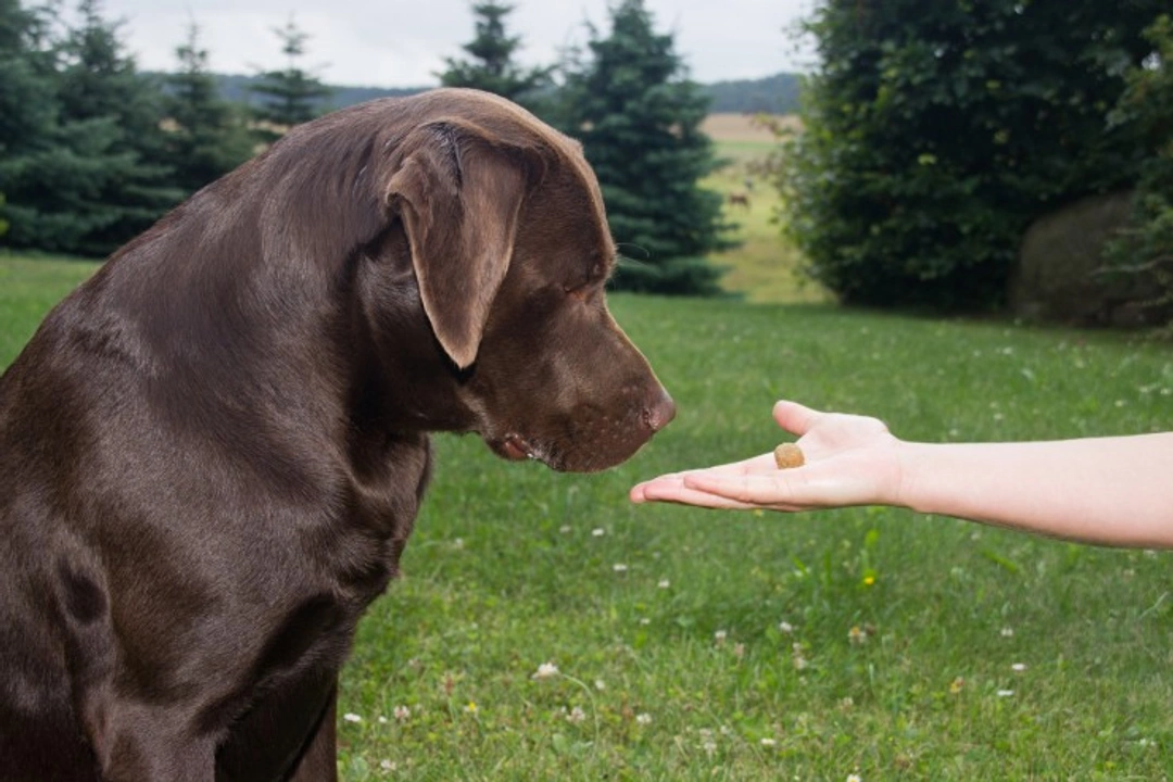 5 Outdated Dog Training Tips to Avoid for Happy Pets