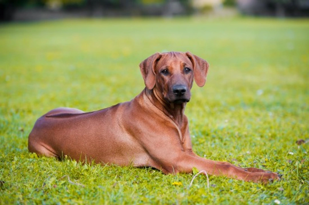 The genetics behind the Rhodesian ridgeback's distinctive ridge