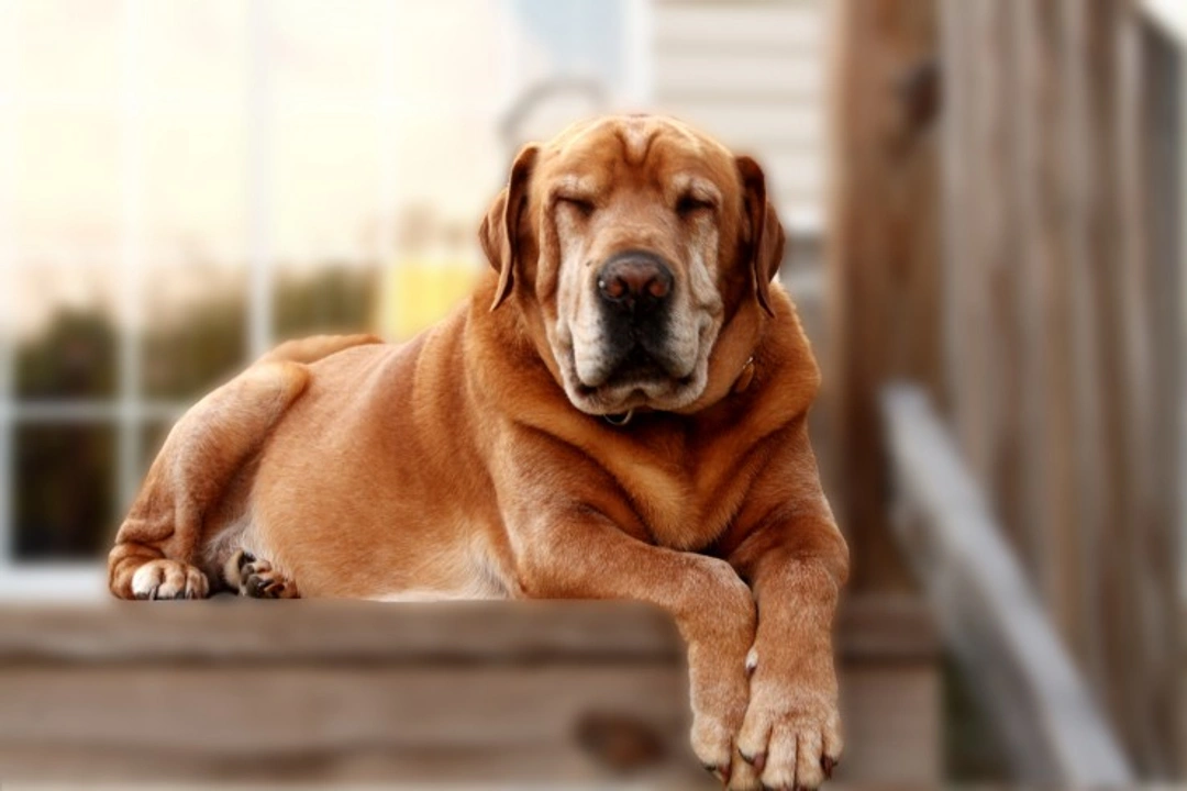 Caring for Dogs Over 10: Essential Tips for Senior Health