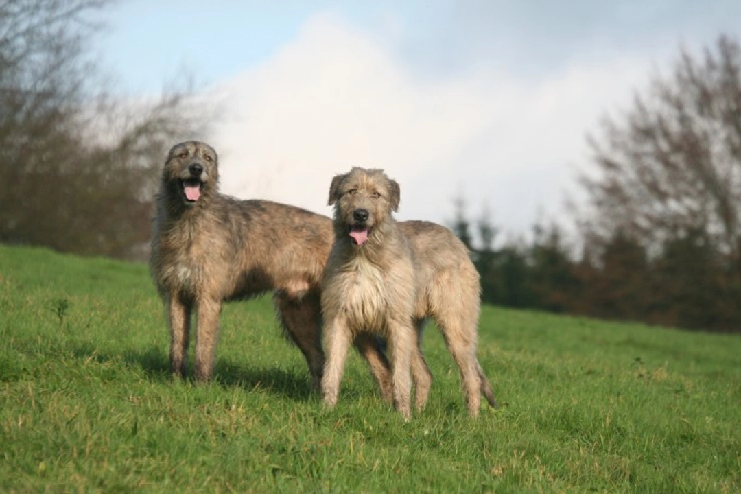 6 Fascinating Facts About the Irish Wolfhound Dog