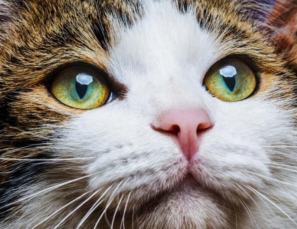 Can cats really see in the dark? Facts and myths explained