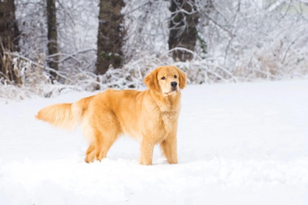 Top 10 Tips for Caring for Your Dog in Winter