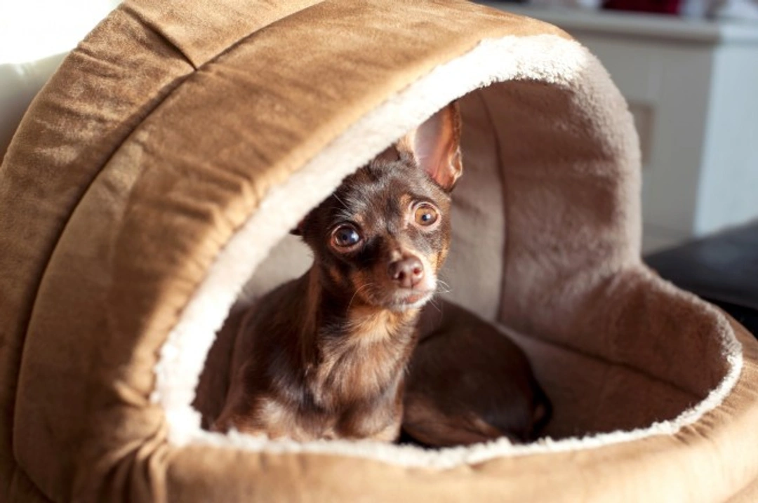 Keeping Your Pet’s Equipment Safe and Comfortable