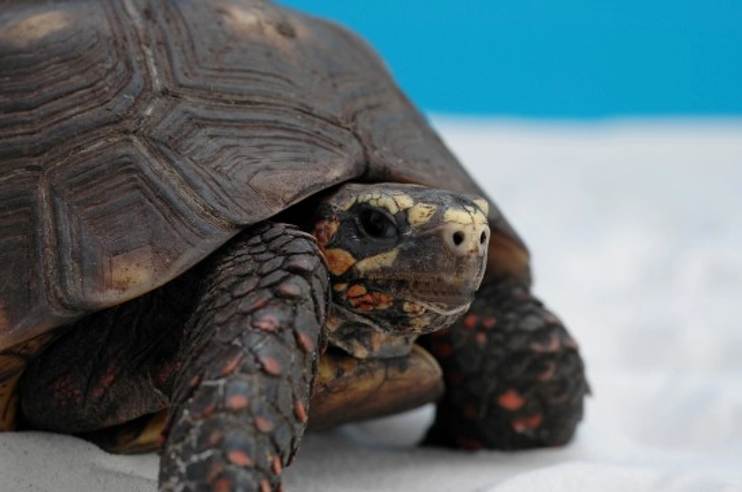 Reptile Brumation Explained: Essential Care Tips for Owners