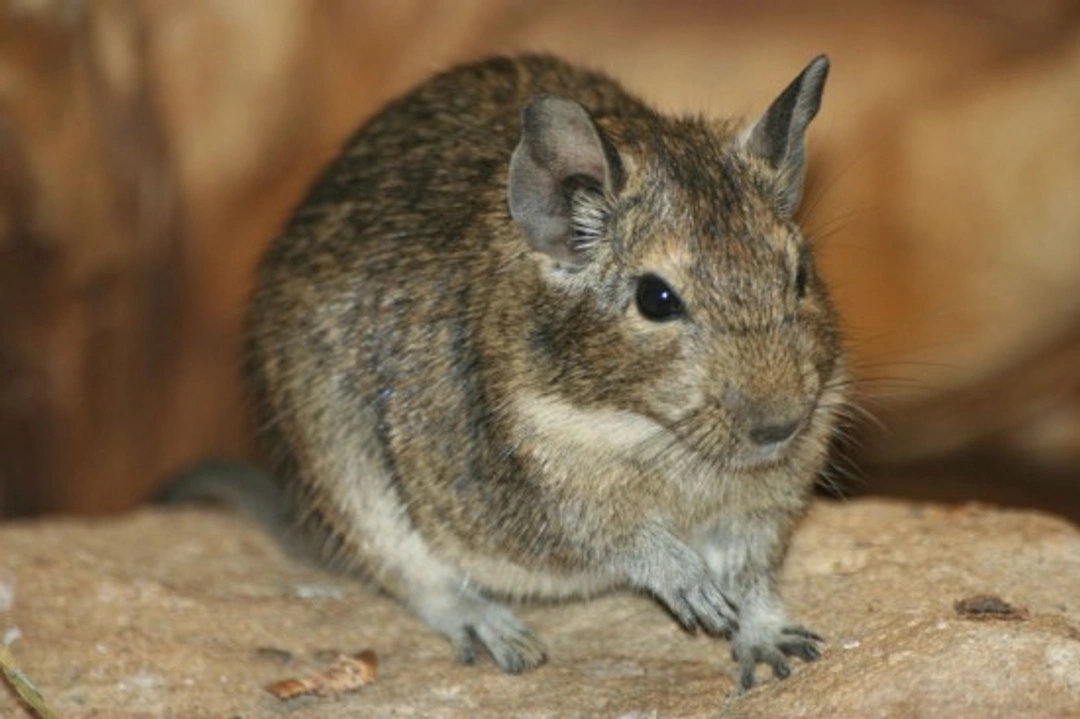 Complete Guide to Caring for Degus: Setup, Diet & Care