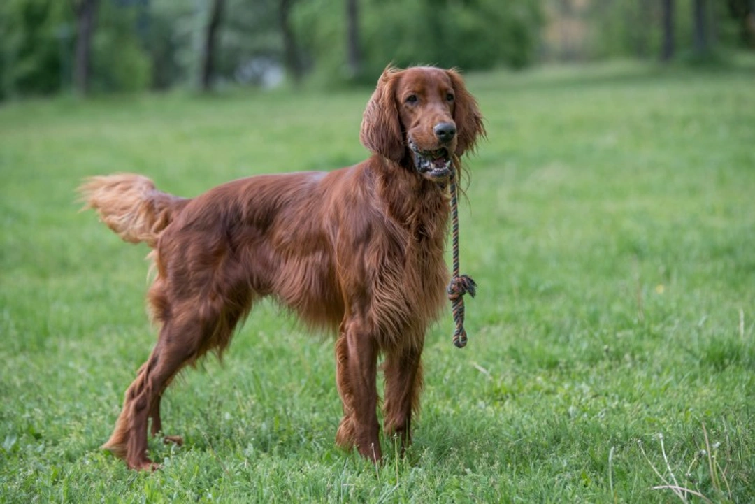 Krabbe disease DNA testing for Irish Setter health