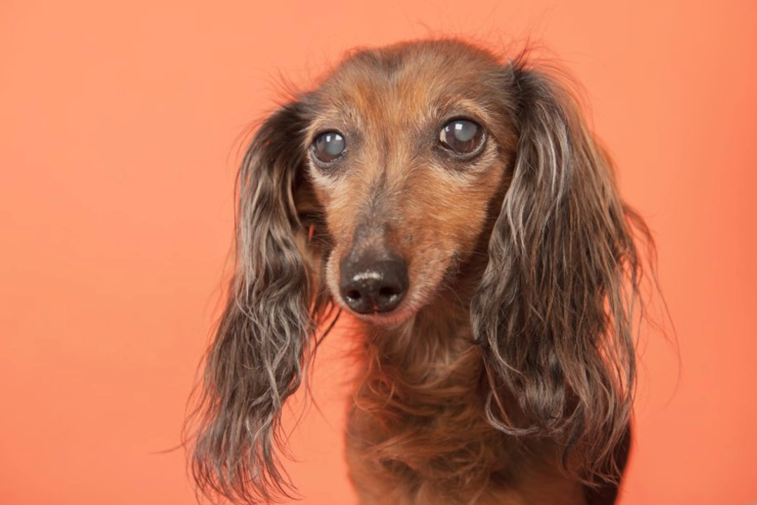 Glaucoma in Dogs: Causes, Symptoms & Treatment