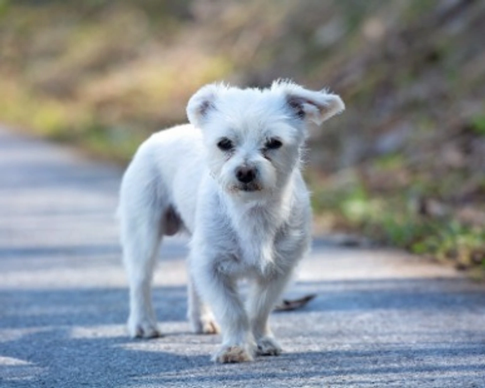 Associazioni Animali: Pittie & Bully Rescue