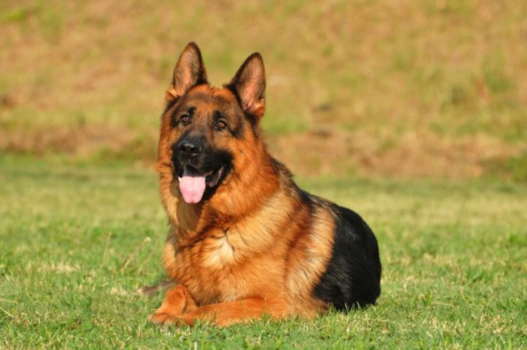 3 Common German Shepherd Health Complaints and Signs