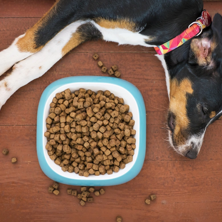 ¿Por qué come menos mi perro en verano?