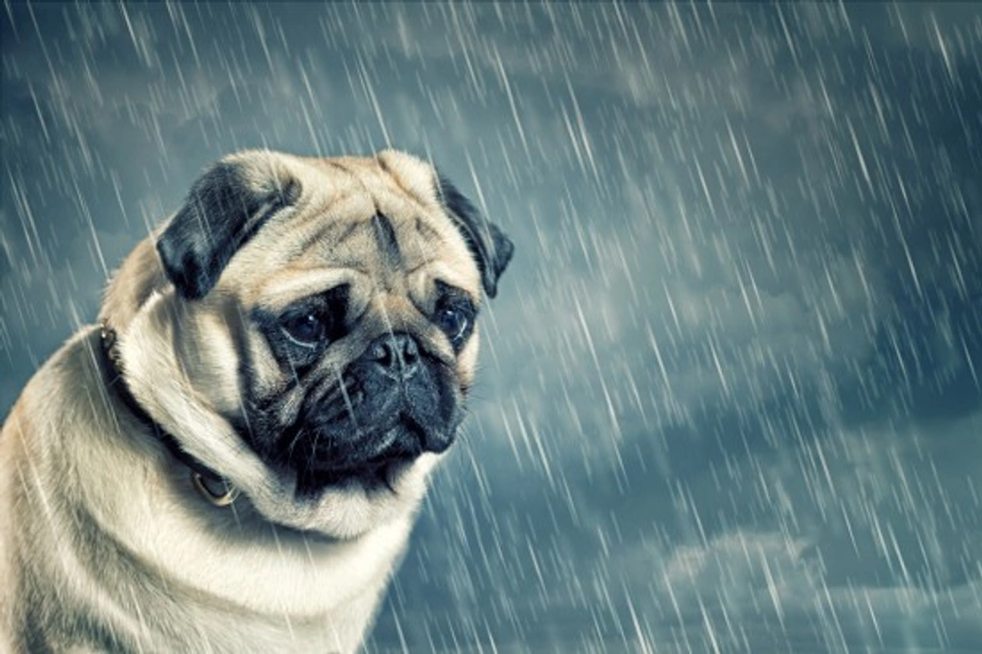 What to Do When Your Dog Won't Go Outside in the Rain