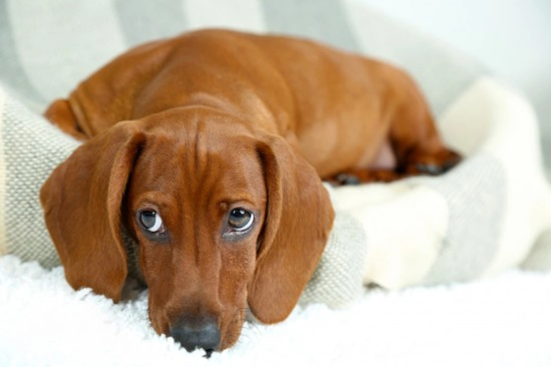 Top 10 Puppy Training Rules for Lasting Success