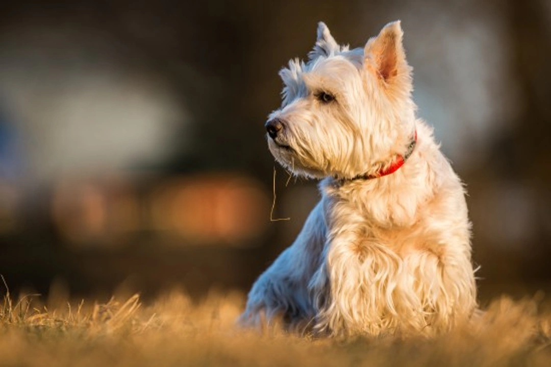Complete Guide to Yeast Allergies Affecting Dogs