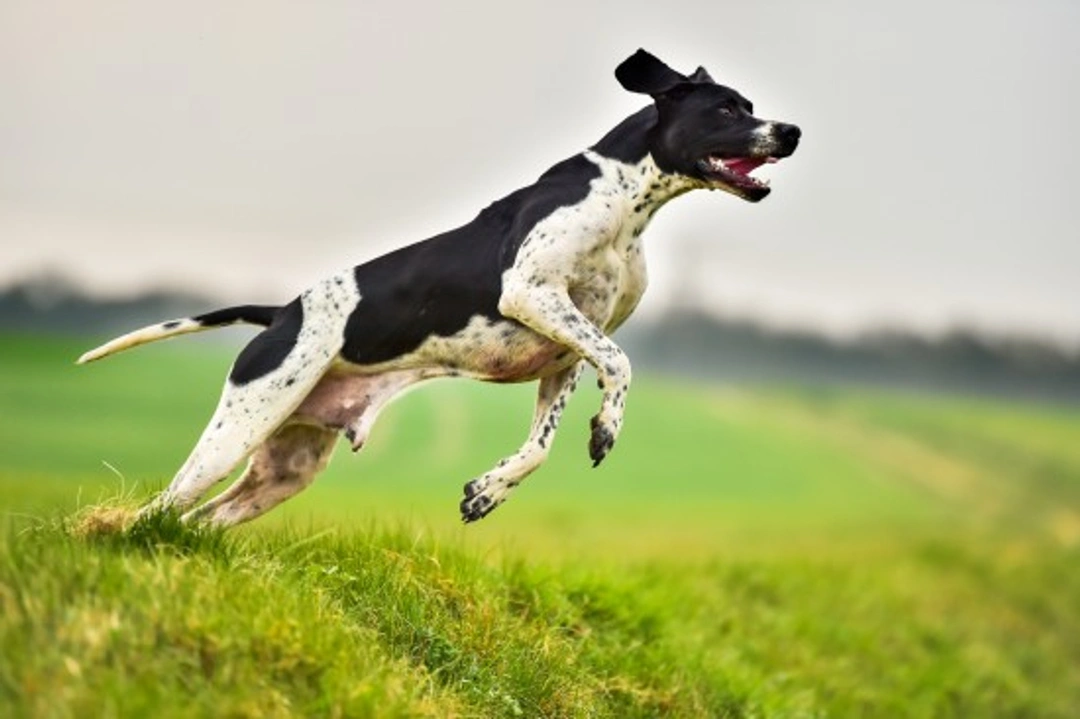 Pointer dog hereditary health and health testing guide