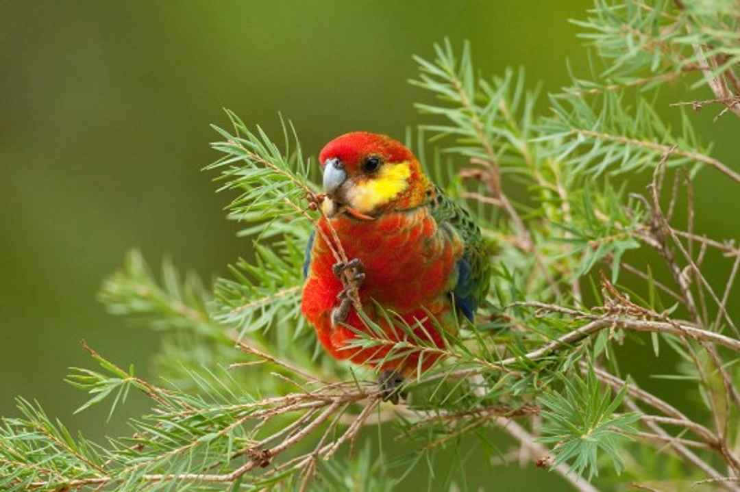 The Rosella Family of Australian Parrots: Care and Characteristics