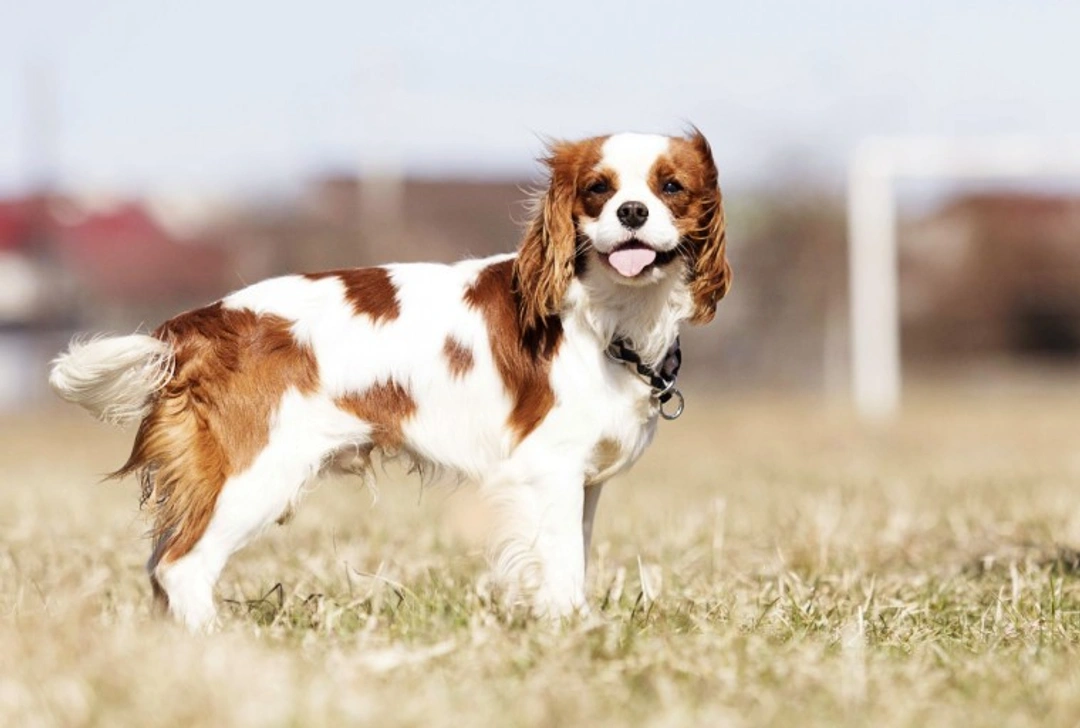 New Heart Health Scheme for Cavalier King Charles Spaniels