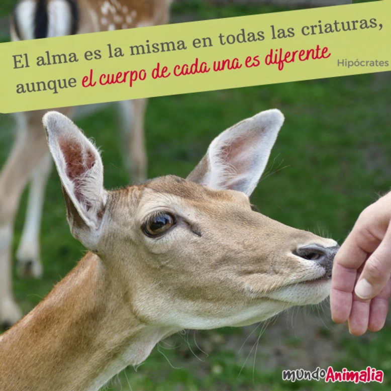 Frases de perros y gatos: Emotivas, divertidas y originales