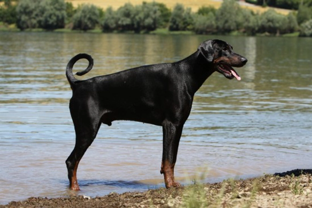 Wobbler Syndrome in Dobermans: Symptoms, Diagnosis & Care