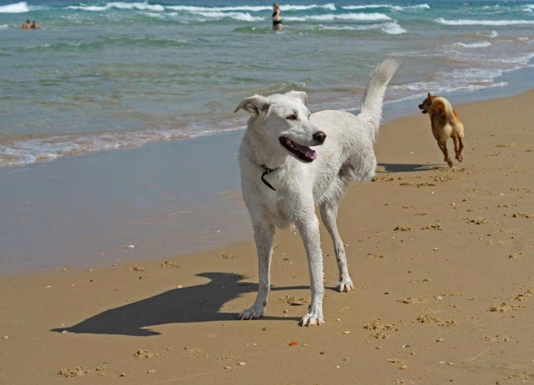 Prosthetics for Three-Legged Dogs: What to Consider in 2025