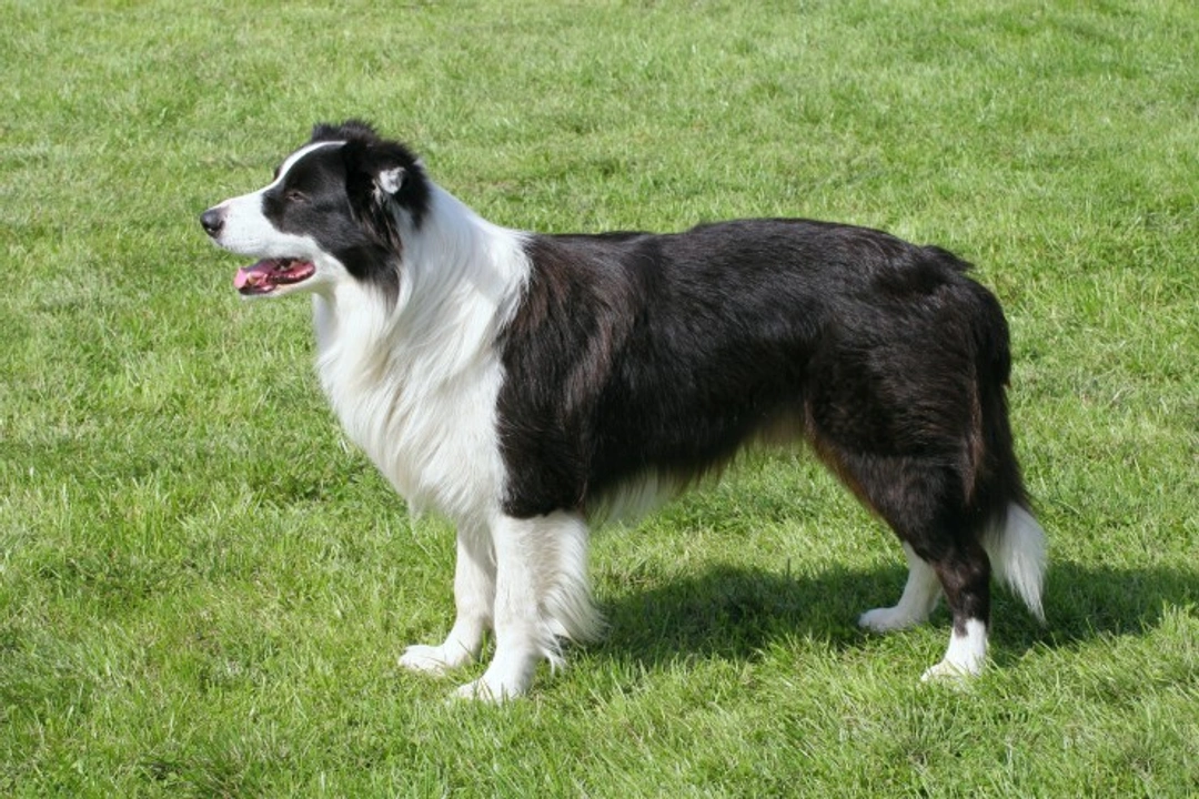 Ceroid Lipofuscinosis in Border Collies: A Complete Guide
