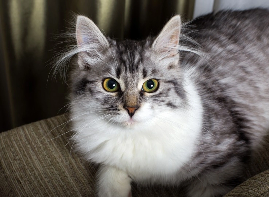 UK Cat Food Recall: Essential Information for Cat Owners