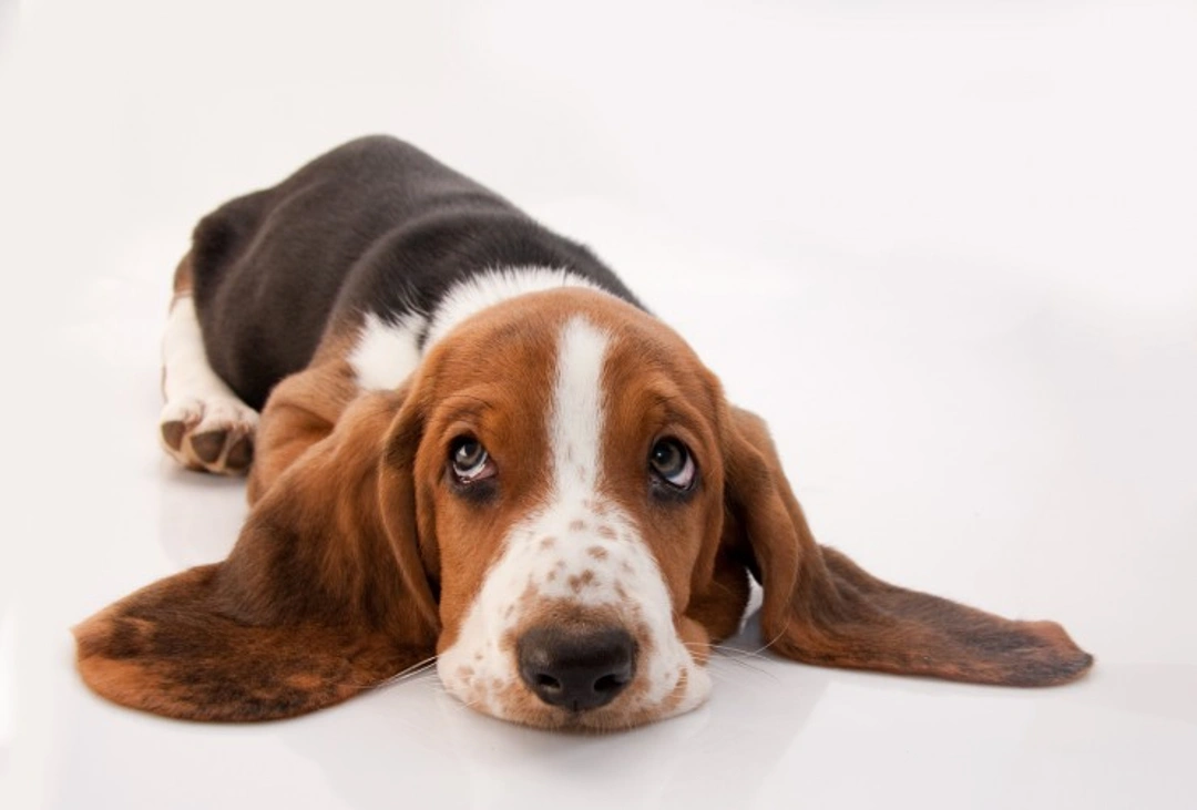 Primary Open Angle Glaucoma in Basset Dog Breeds Explained